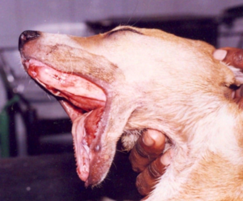 Avulsion of lower lip in a dog - Surgical affections of lips in animals