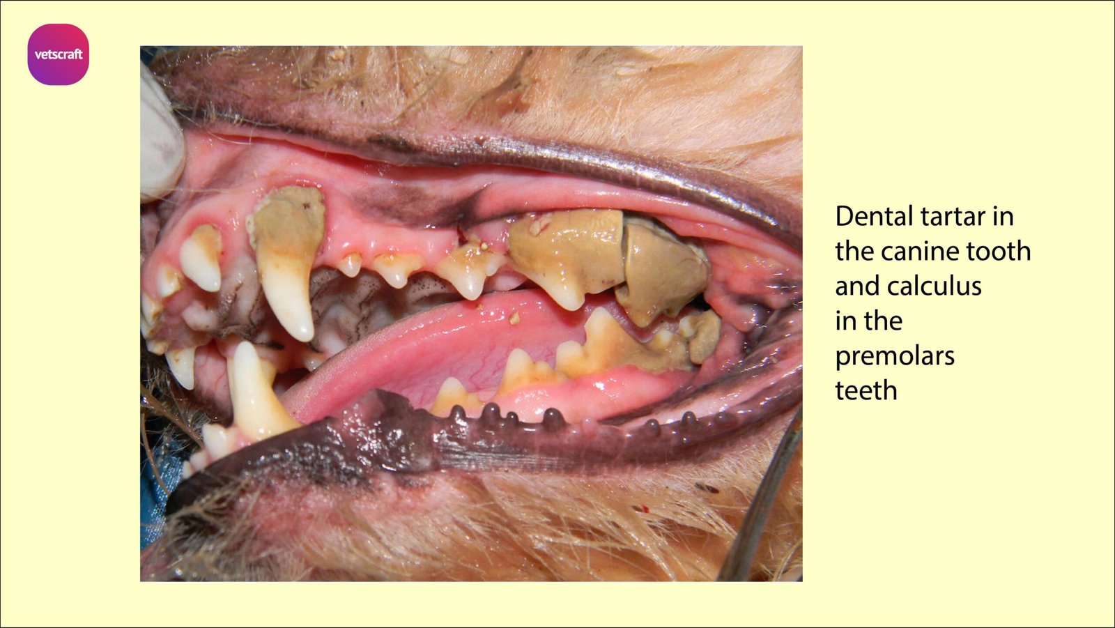 Dental tartar in the canine tooth and calculus in the premolars - Surgical affections of teeth of animals