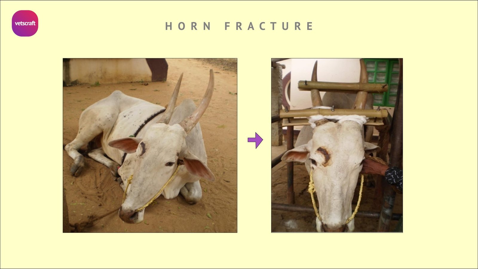 Fracture of horn- Surgical affections of Horns