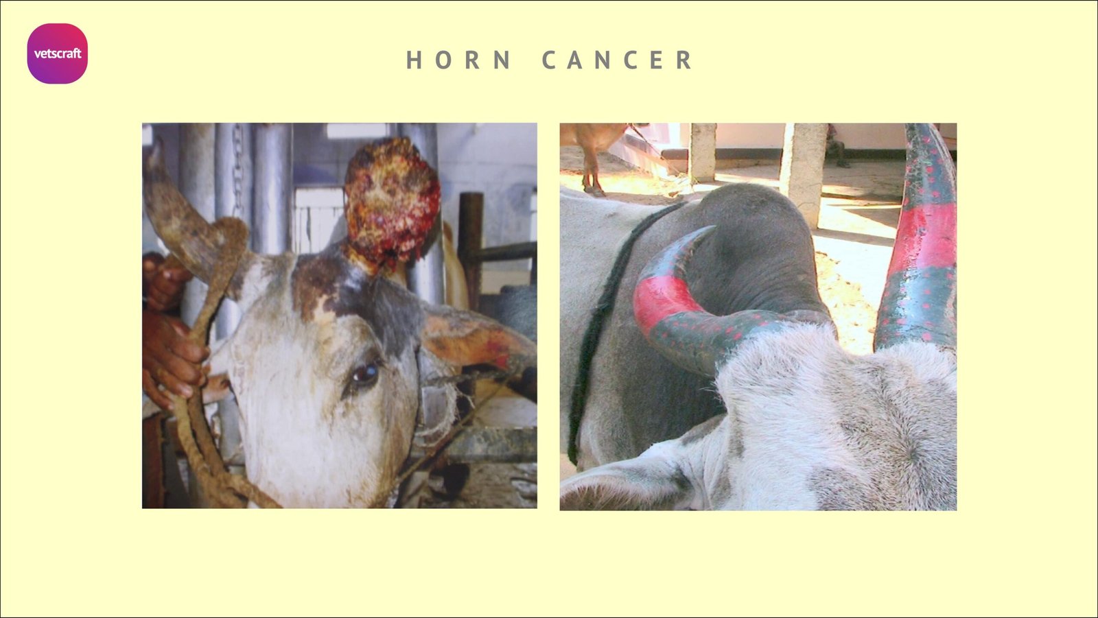 Horn cancer in a cow - Surgical affections of Horns of animals