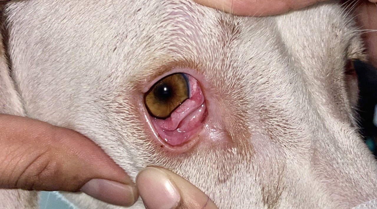 Prolapsed nictitans gland or Cherry eye in a dog