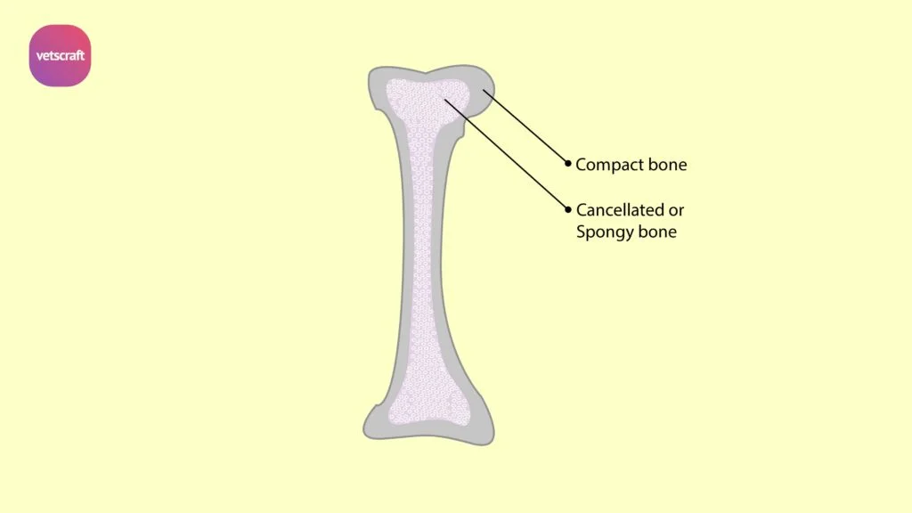 Structure of bone- Compact bone and Cancellated or Spongy bone