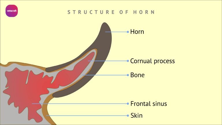 Frontal bone of animals | Ox, Horse, Dog, Fow| Veterinary Anatomy