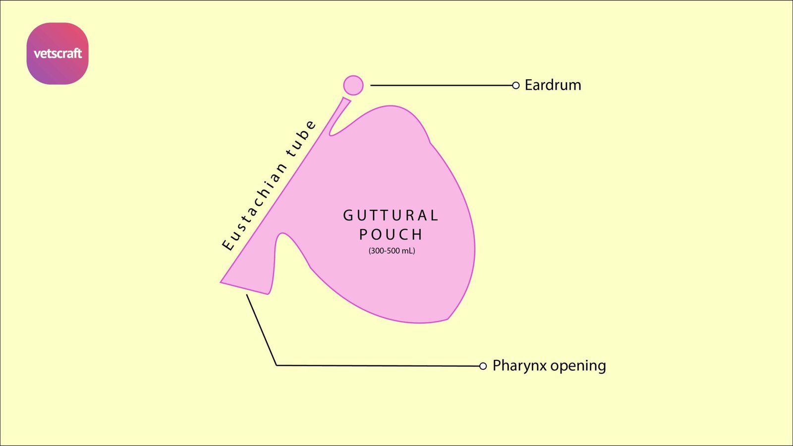 Surgical affections of guttural pouch - Tympany, Empyema, Mycosis