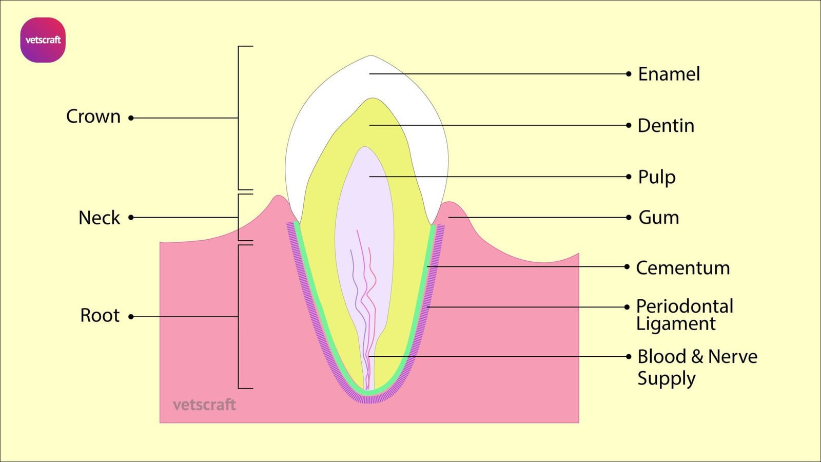 teeth-of-different-animals