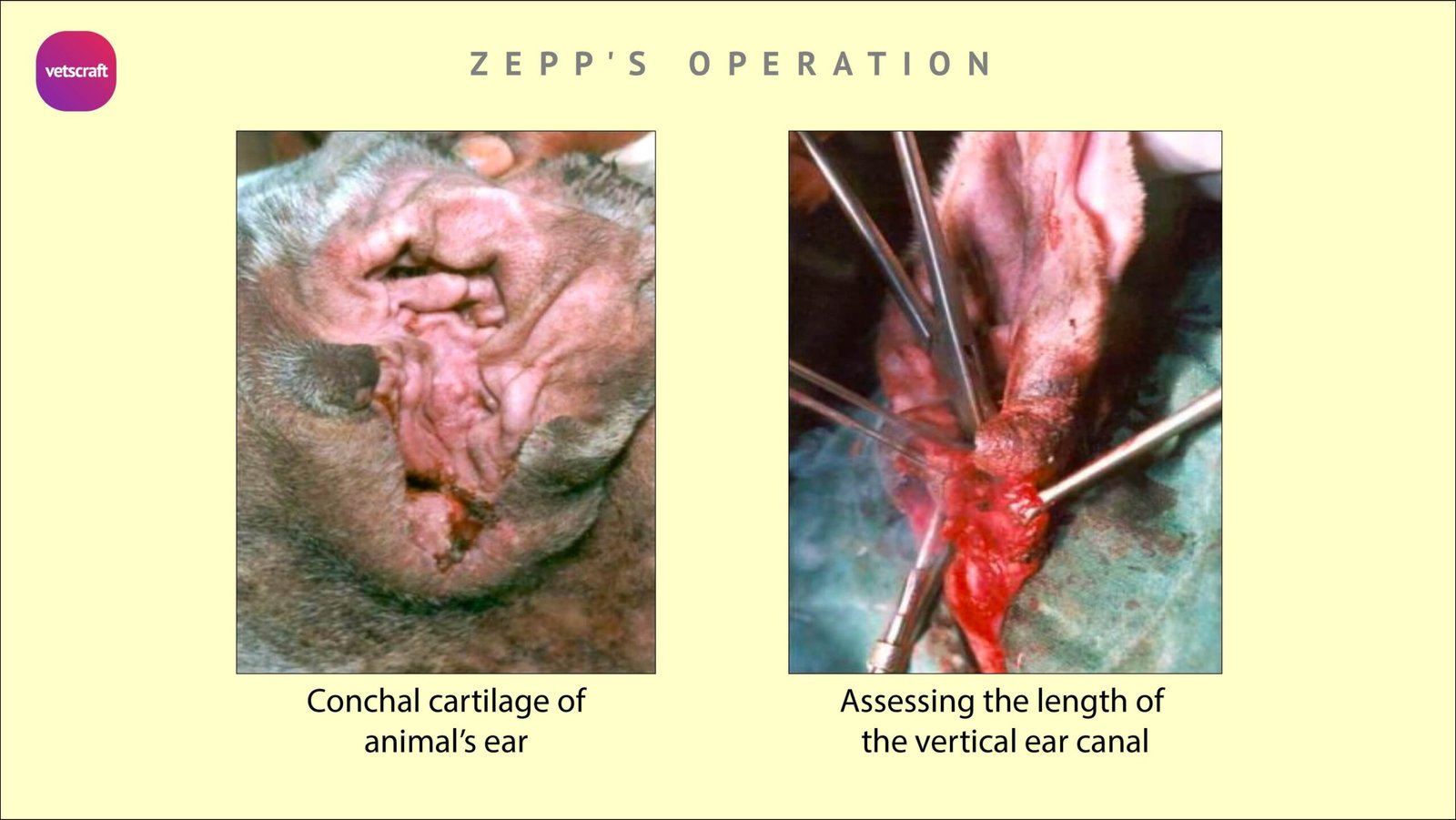 zepp's operation for Otitis in animals