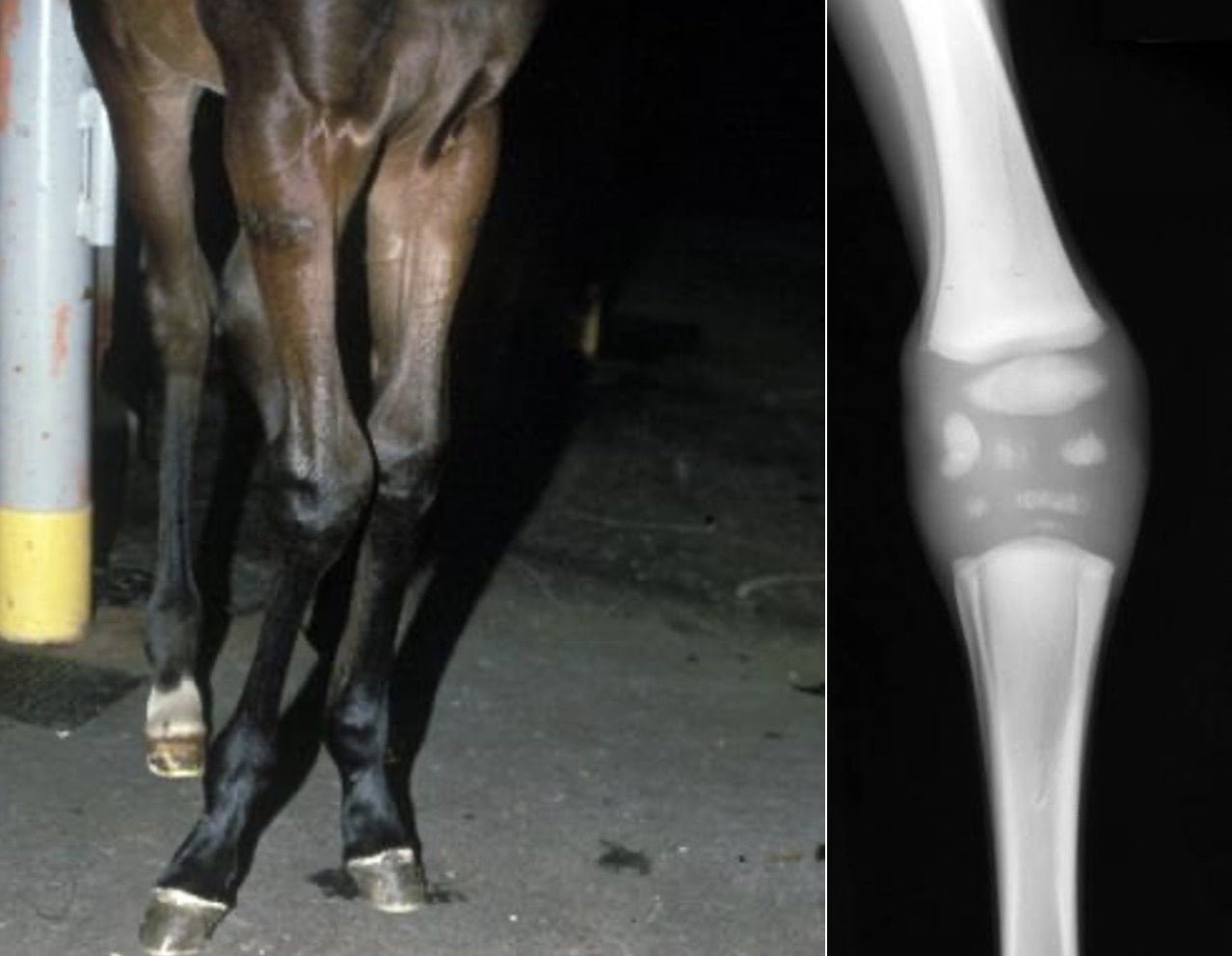 Angular limb deformities in horses