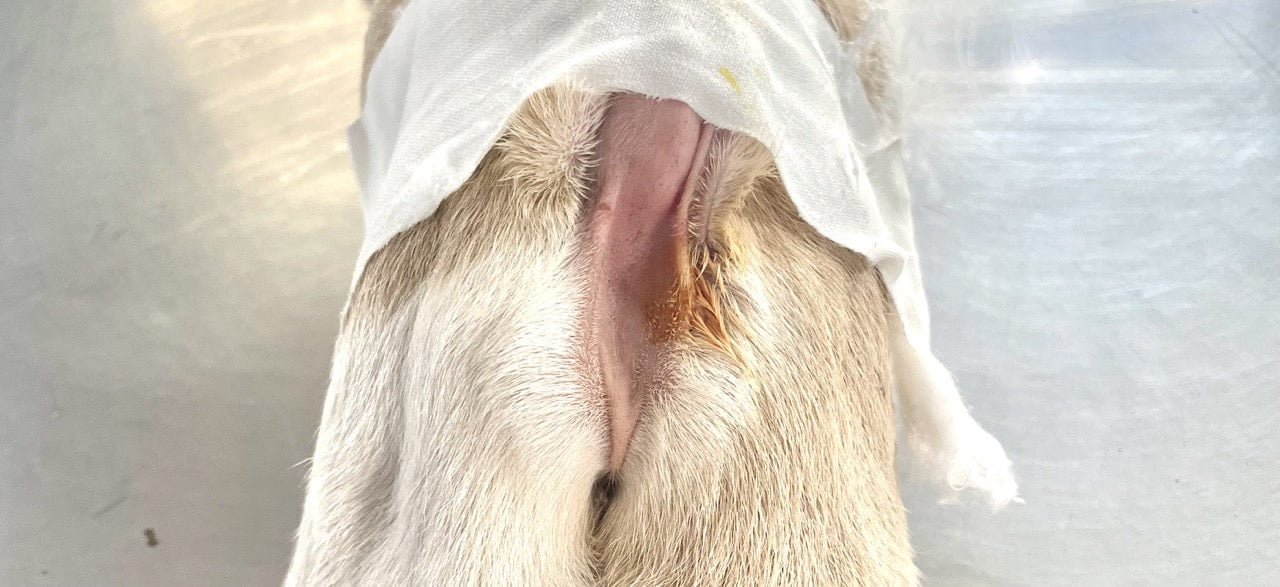 Atresia Ani in a young goat- Surgical affections of large intestine