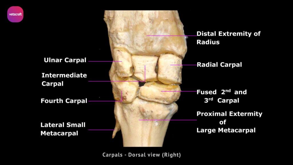 carpal-bones-of-ox-horse-dog-pig-fowl-rabbit-sheep-goats