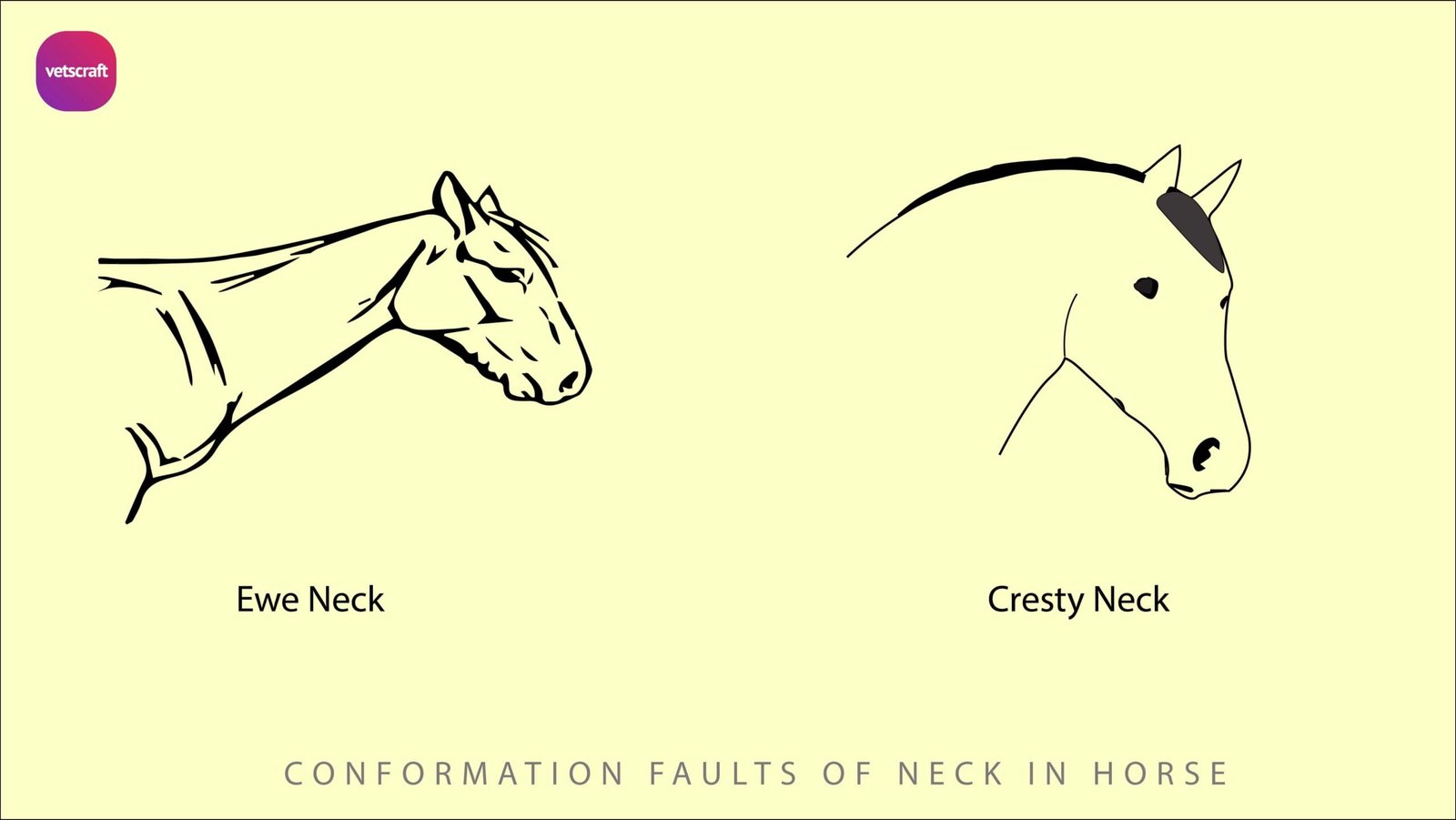 Conformation faults in horses | Equine Orthopaedics and Lameness