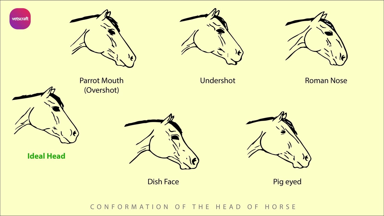 Conformation of the horse