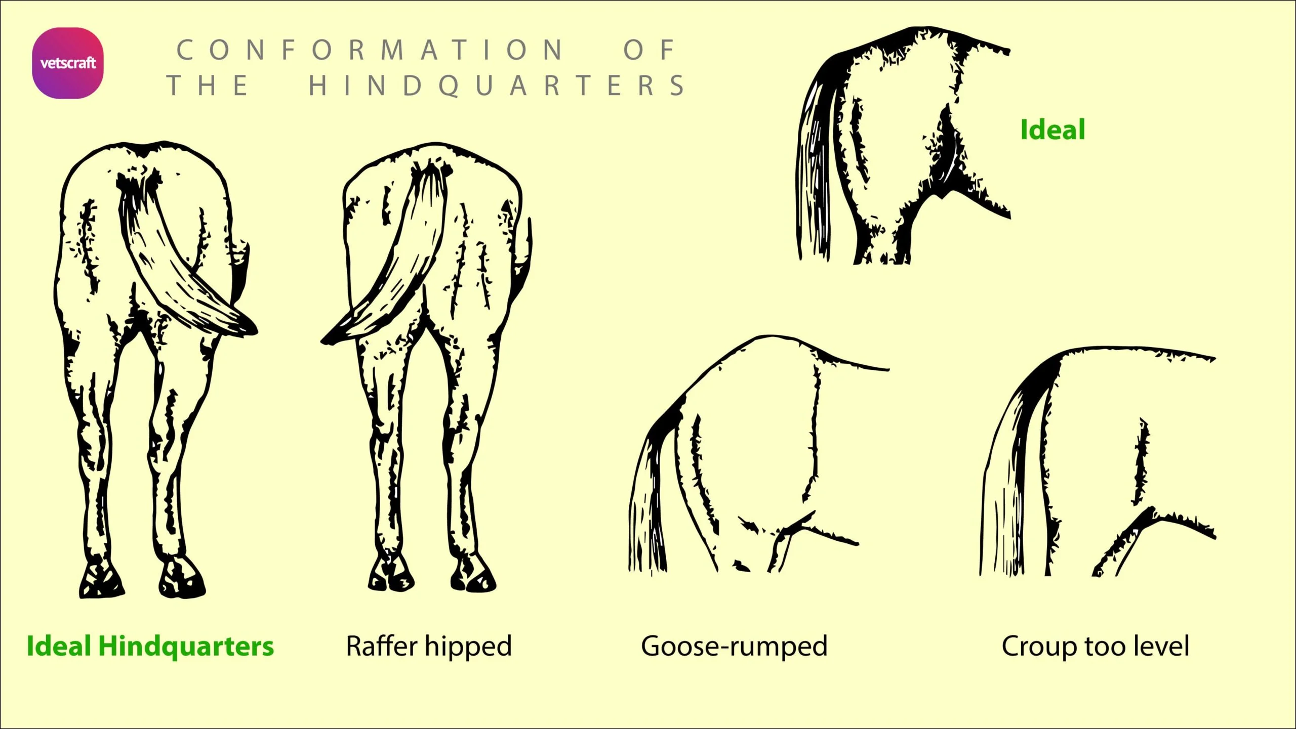 Conformation of the horse