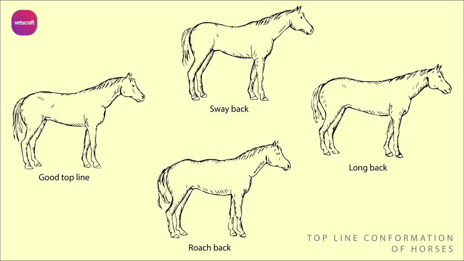 Conformation Faults In Horses Equine Orthopaedics And Lameness