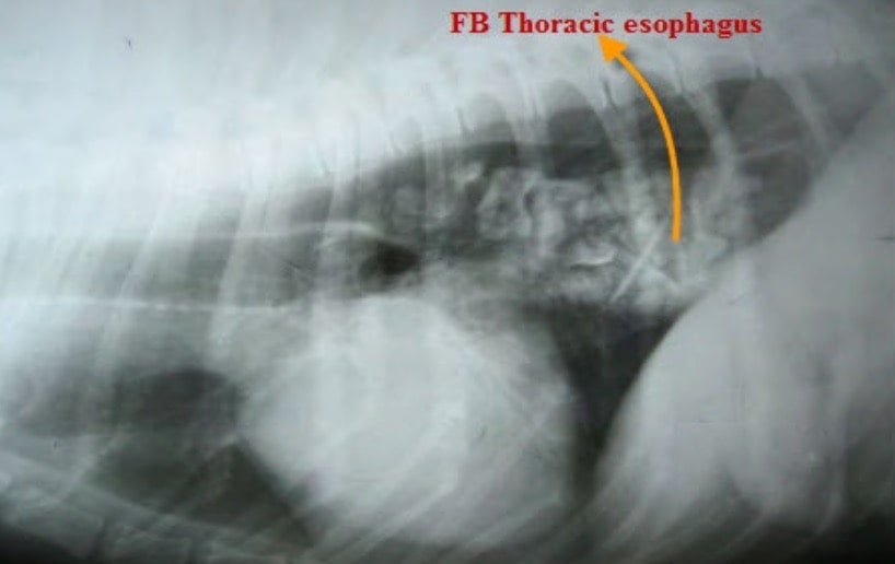 Foreign body in Oesophagus in a dog- Surgical affections of Oesophagus