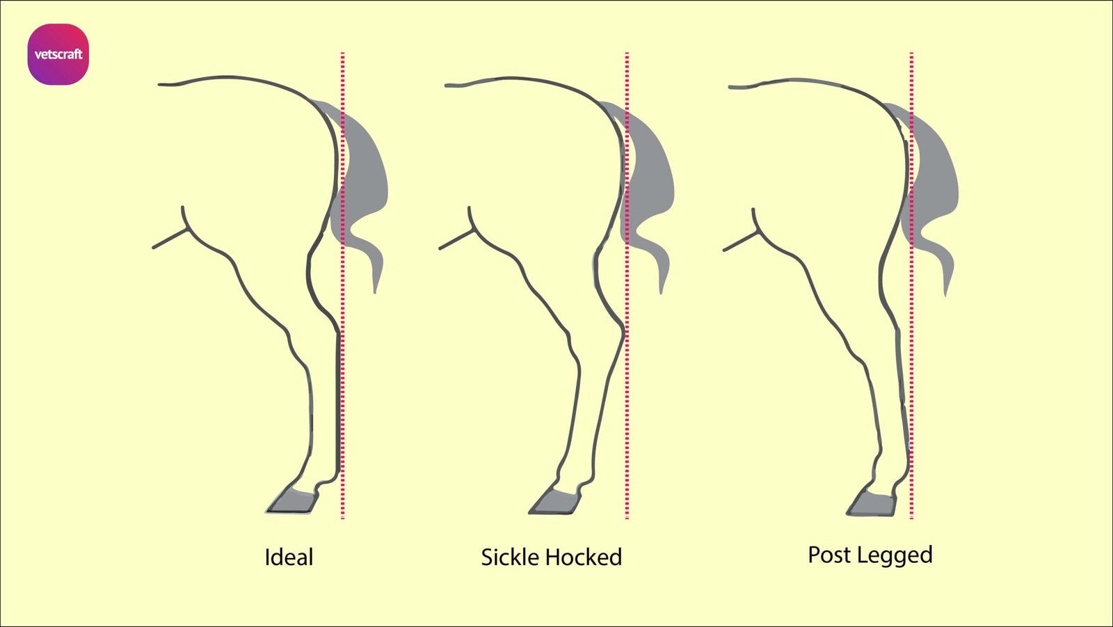 Importance of Correct Front Leg Conformation