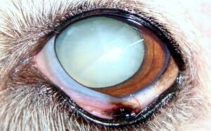 Cataract in animals - Opacity of the Lens