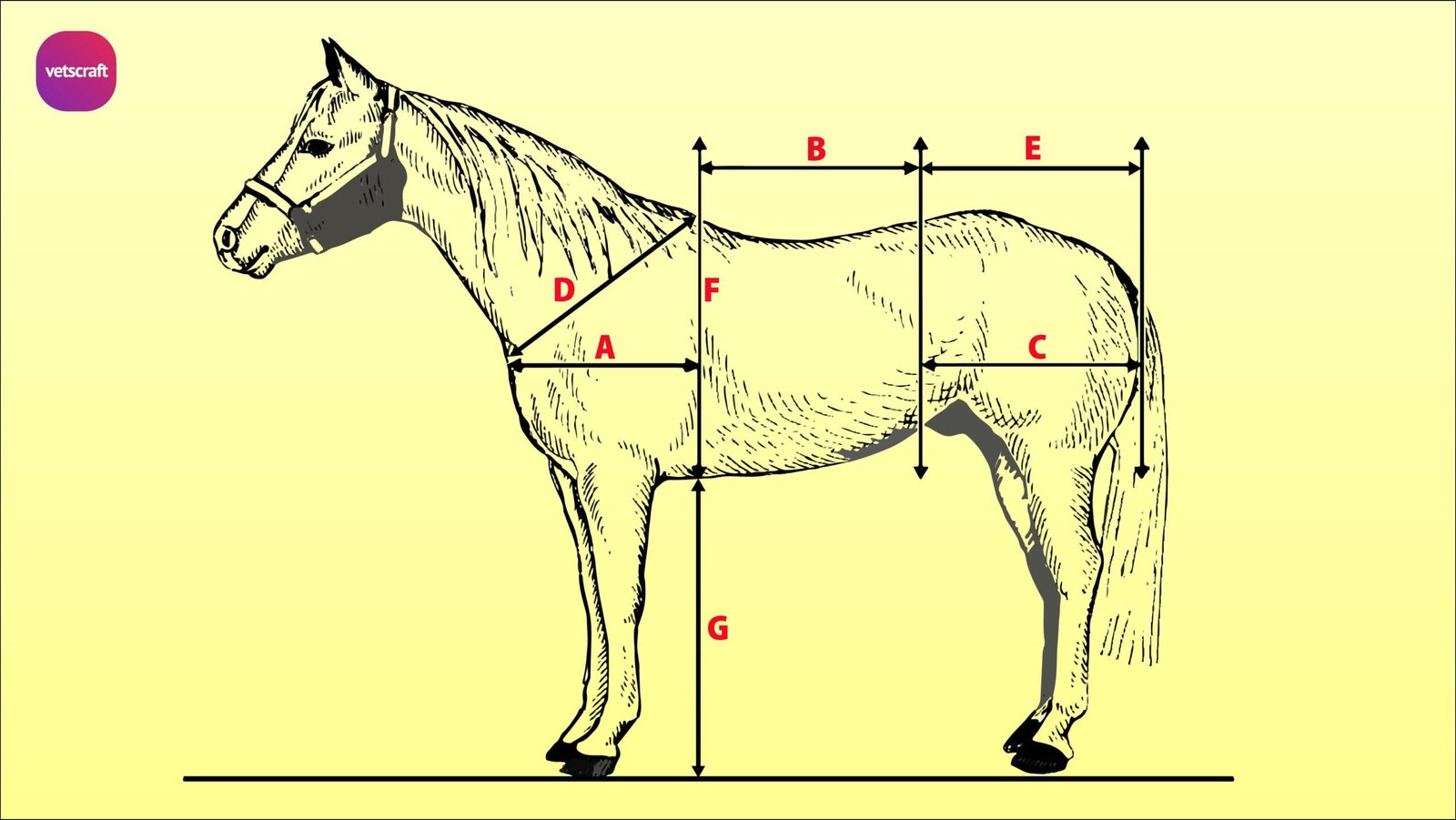 Conformation of the horse | Equine Orthopaedics and Lameness