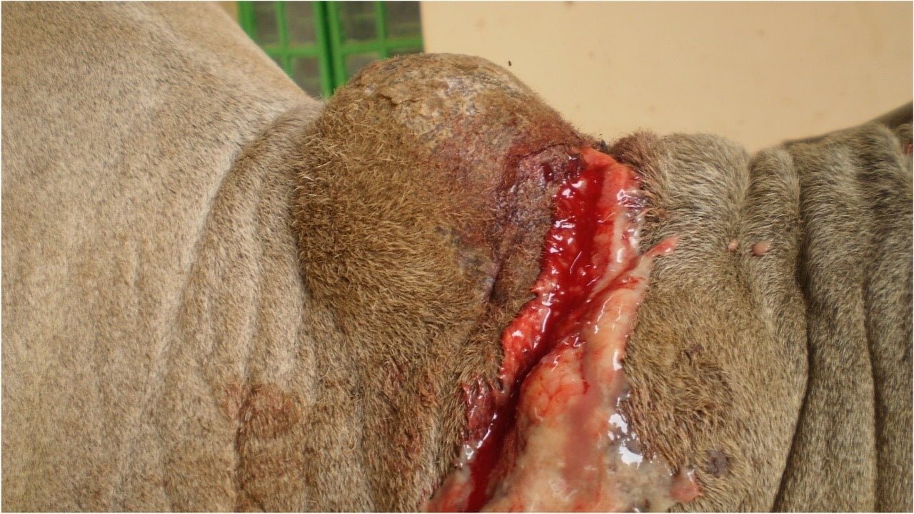 Pus discharging from a yoke abscess in a bull