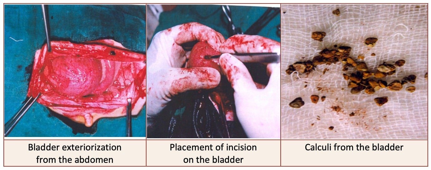 Surgical procedure of Cystotomy in a dog (Urinary calculi removed from bladder)- Affections of Kidney and urinary system