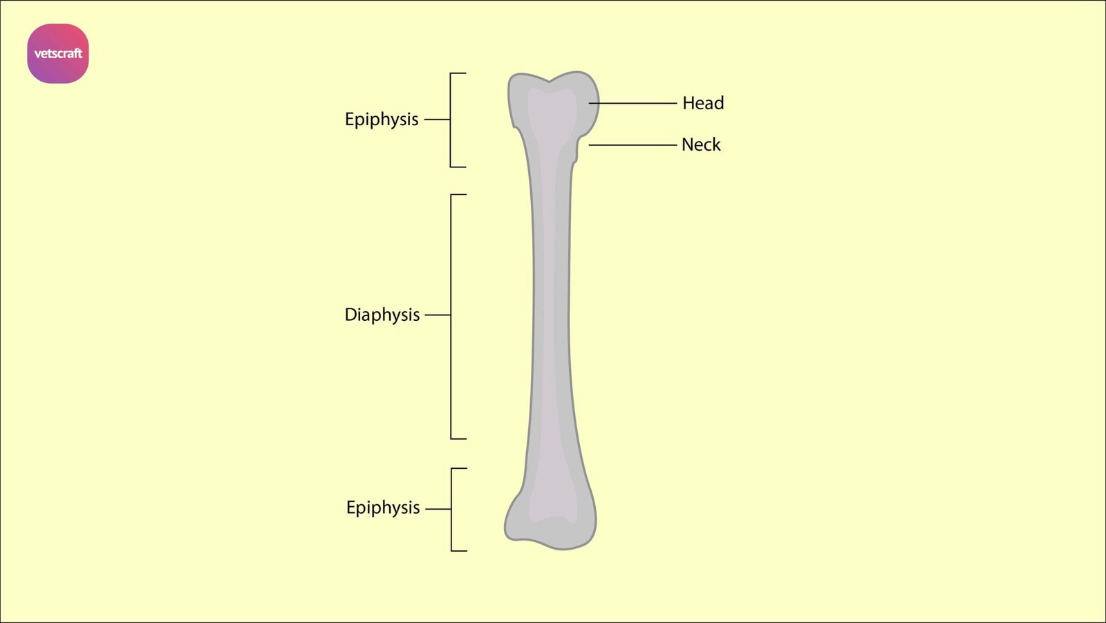 Terminology in osteology for longs bones