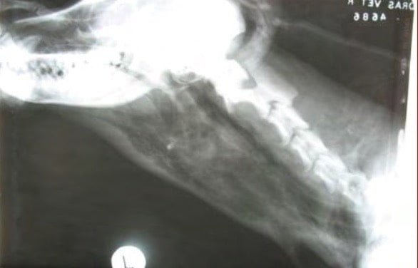 Tracheal Rupture in a dog (Right Lateral x-ray radiograph of neck)- Surgical affections of trachea and larynx