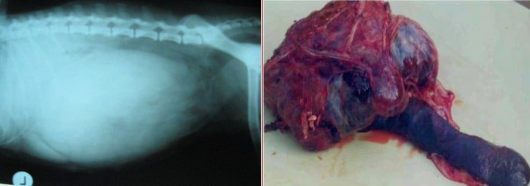 Tumors of Spleen- Surgical affections of Spleen in animals