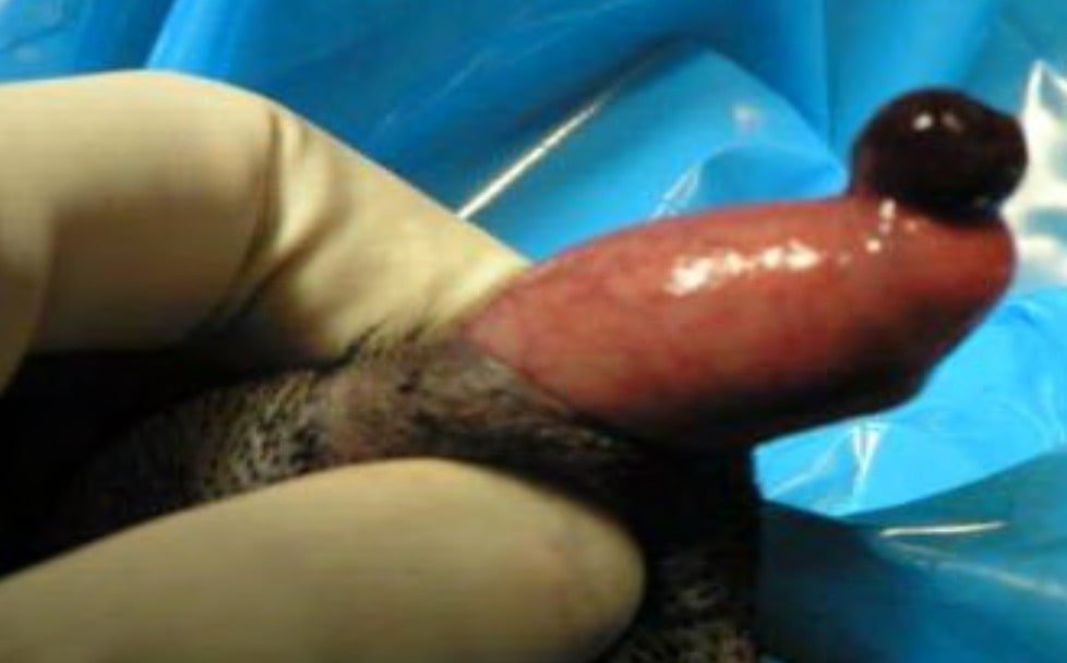 Urethral prolapse in a dog- Affections of Kidney and urinary system