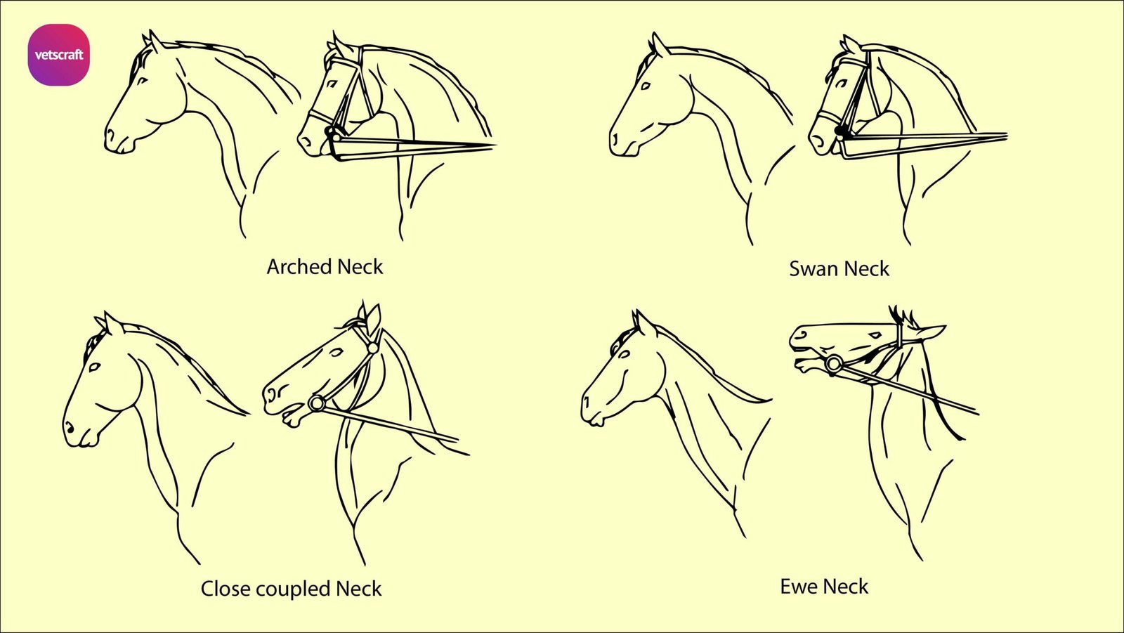 Conformation of the horse | Equine Orthopaedics and Lameness