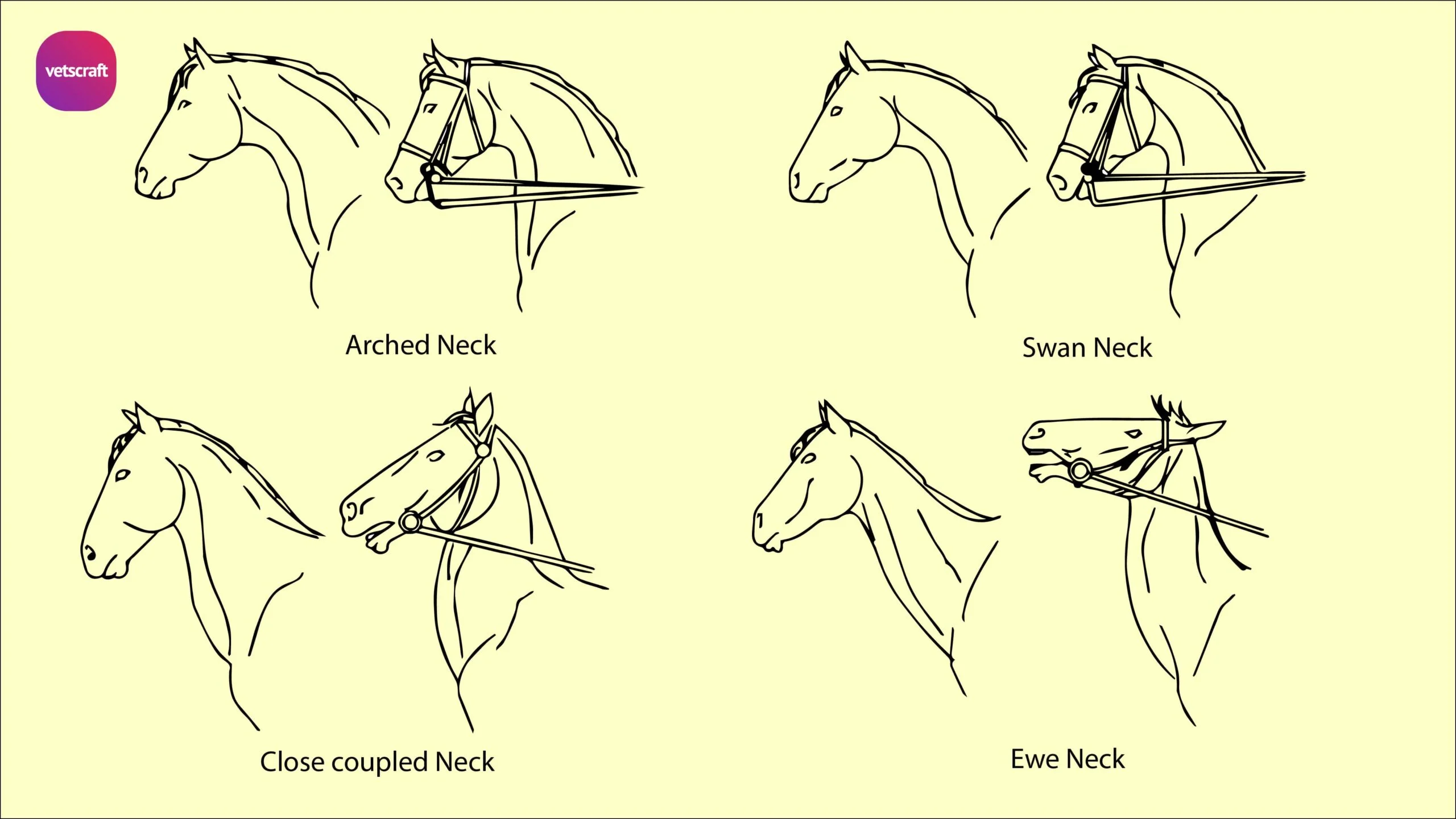 Horse Neck