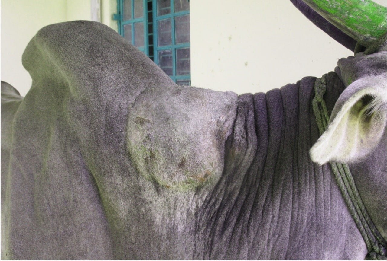 Yoke tumor in a bovine species- Surgical affections of Neck