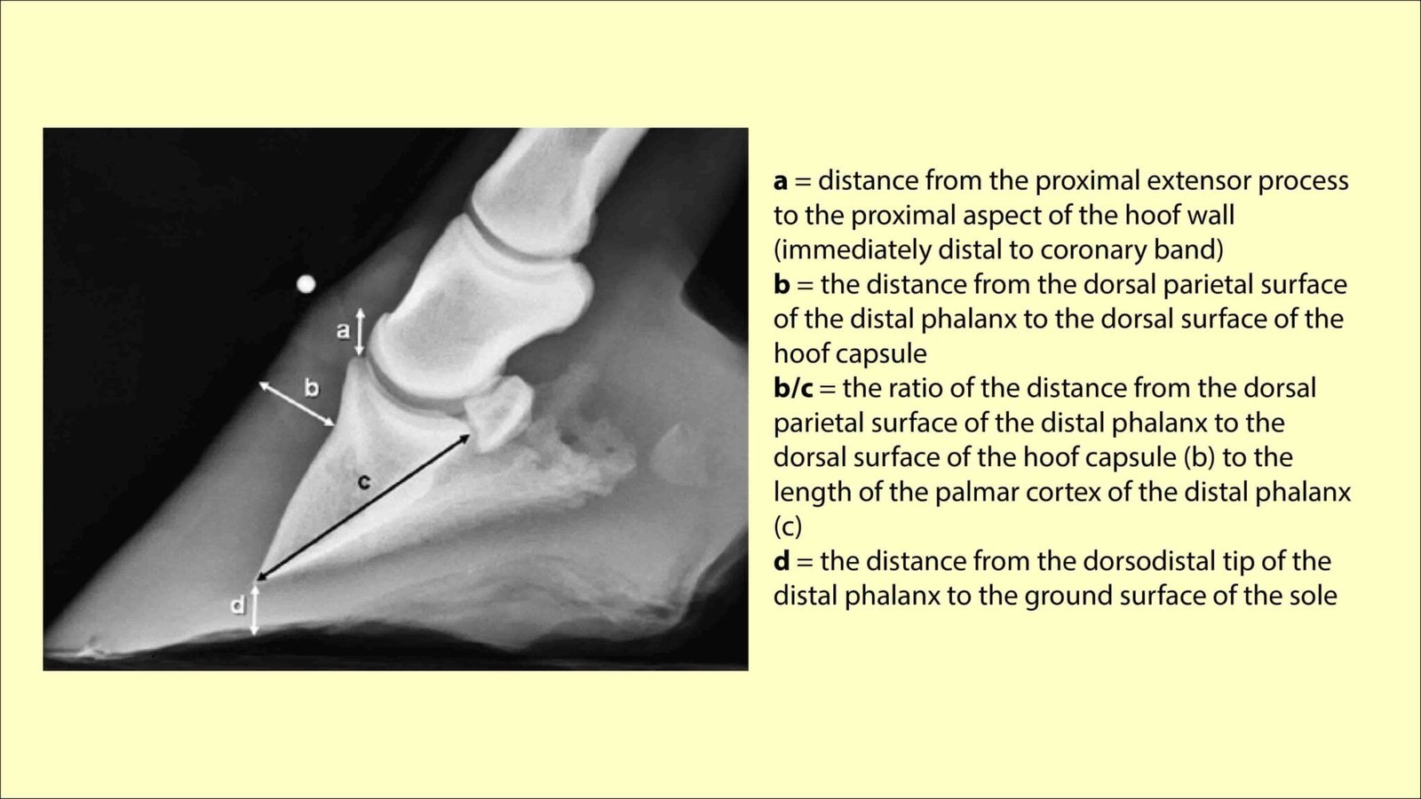 Laminitis in Horses Etiology, Clinical signs, Diagnosis & Treatment