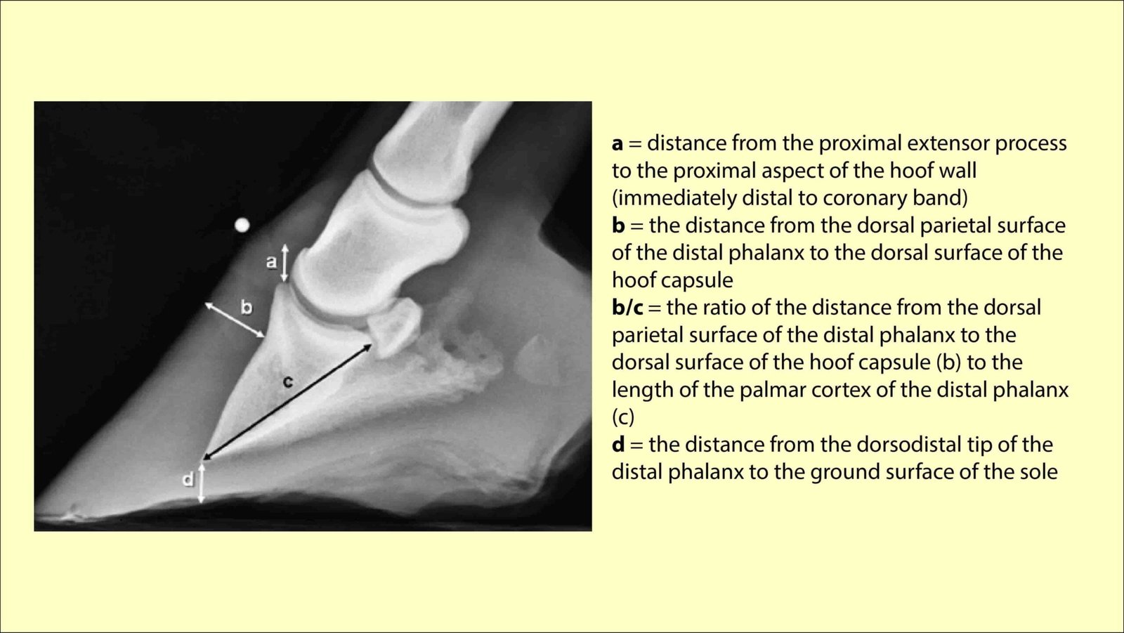 Different distances of foot in horses to diagnose Laminitis