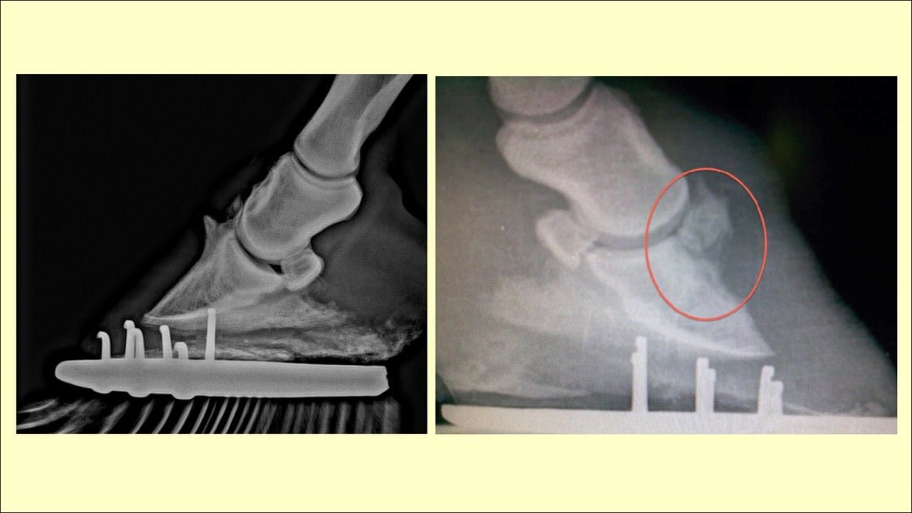 Radiographs of Equine limbs shows Pyramidal Disease in Horses