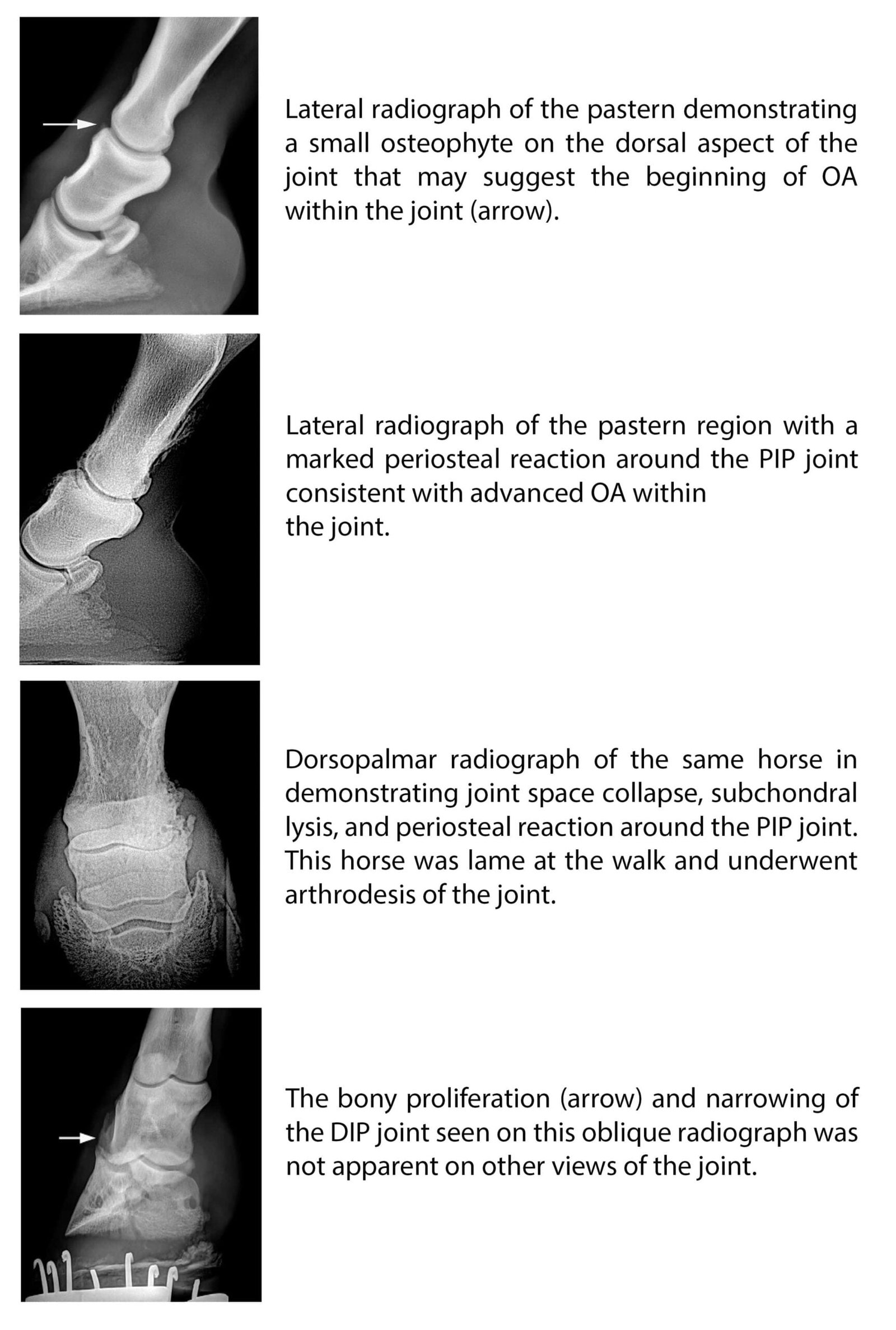 Ring bone in horses- Different types of radiographs (x-rays)