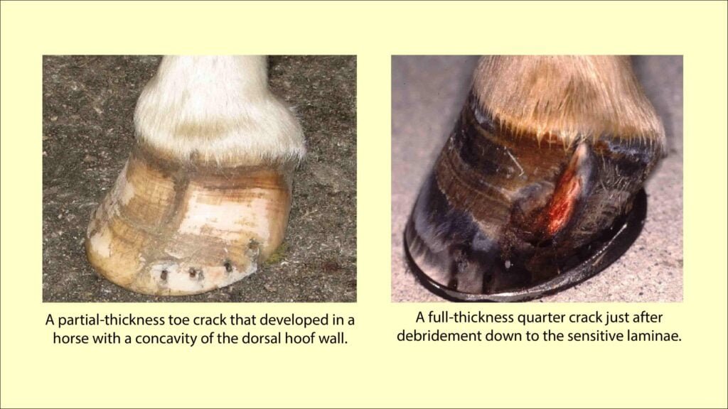 Sand Cracks in Horses - Toe, Quarter and Heel Cracks in Equine