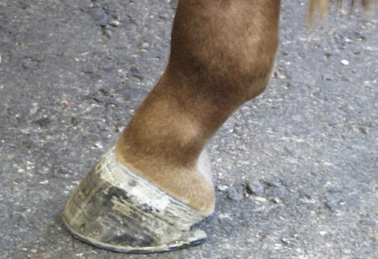 Typical enlargement of the pastern that may be visible in horses with OA of the PIP joint in Ring bone in horses