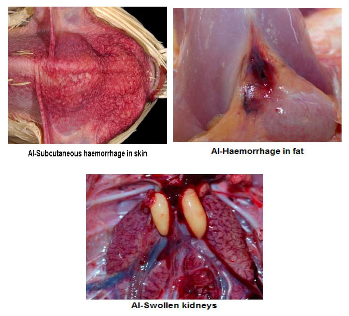 3- Clinical menifestations of Avian Influenza (Fowl Plague)