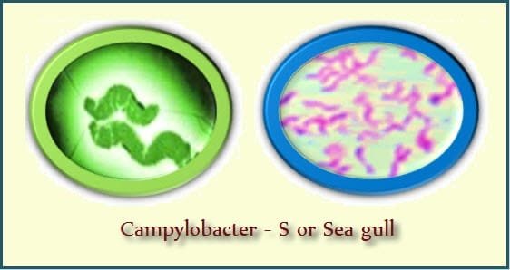 Campylobacteriosis (Traveler's Diarrhoea) Causing bacteria