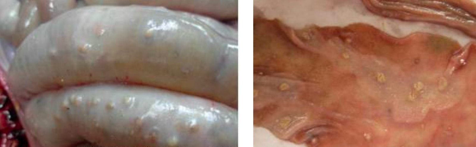 Circular or oval raised button ulcers are most prevalent in caecum and proximal portion of the colon in Classical Swine Fever (Hog Cholera) in a Pig.