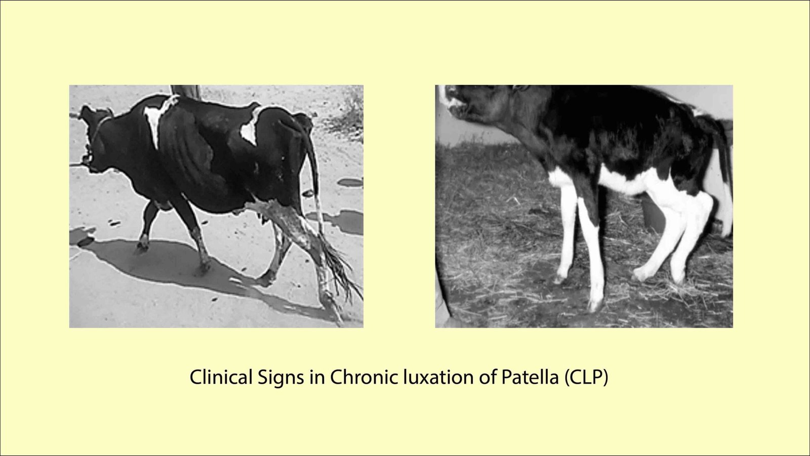 Clinical Signs of Chronic Luxation of Patella in Cattle (CLP)