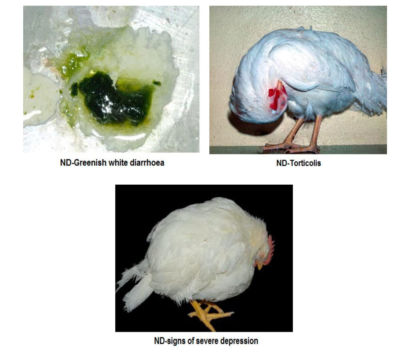 Clinical Signs of Newcastle Disease (Ranikhet Disease)