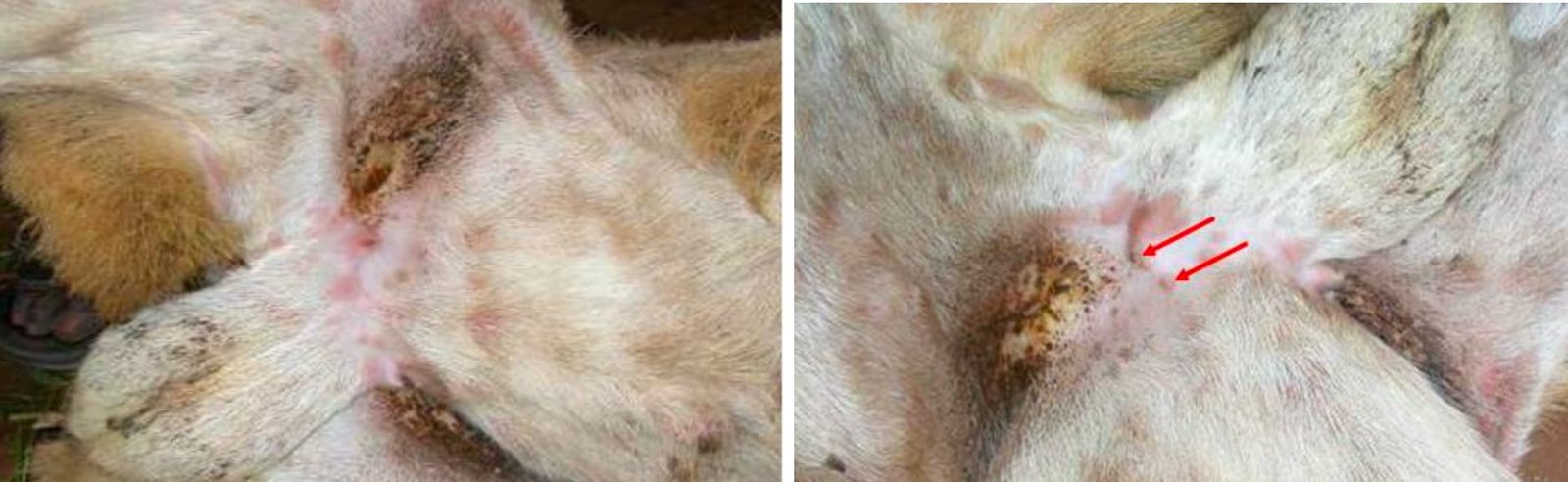 Clinical Signs of Sheep and Goat Pox