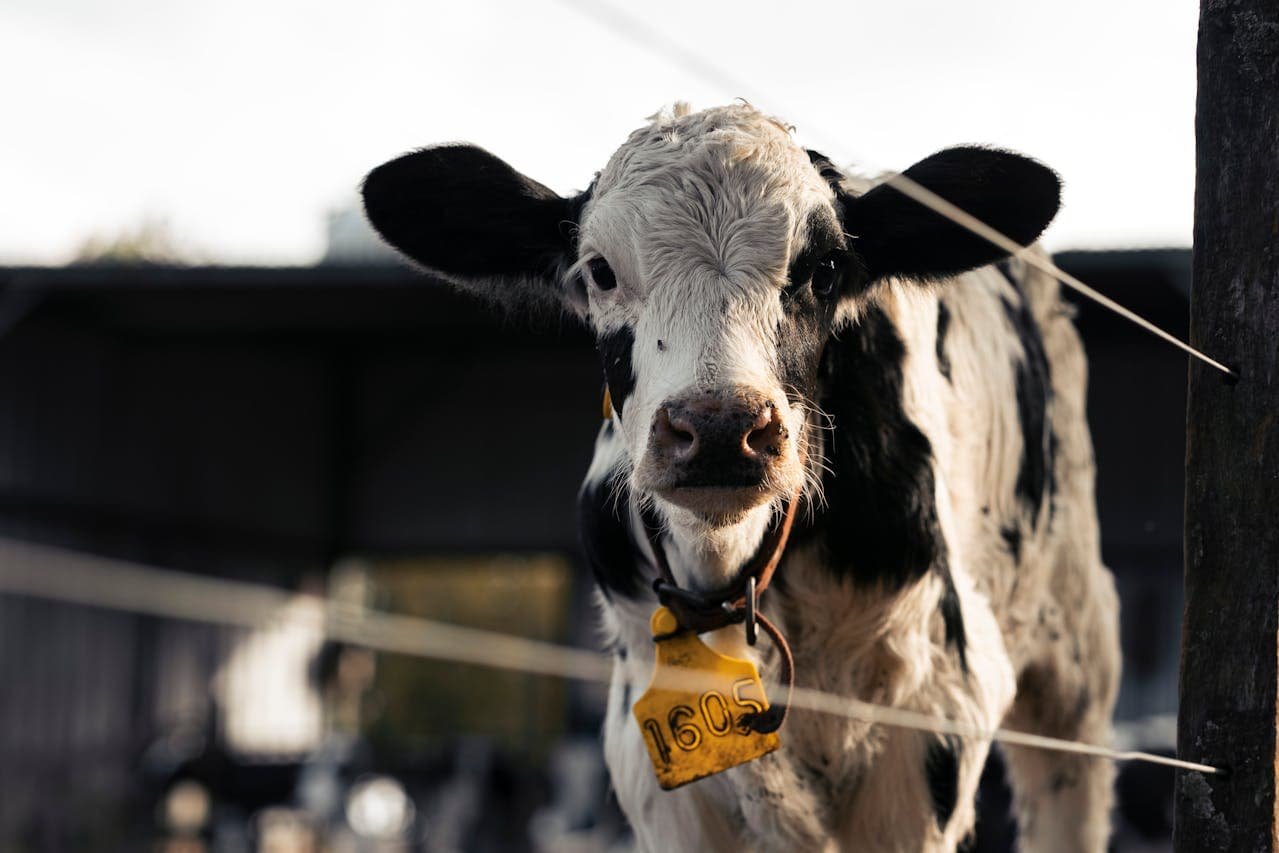 Colibacillosis (Scour in Ruminants) in a Calf