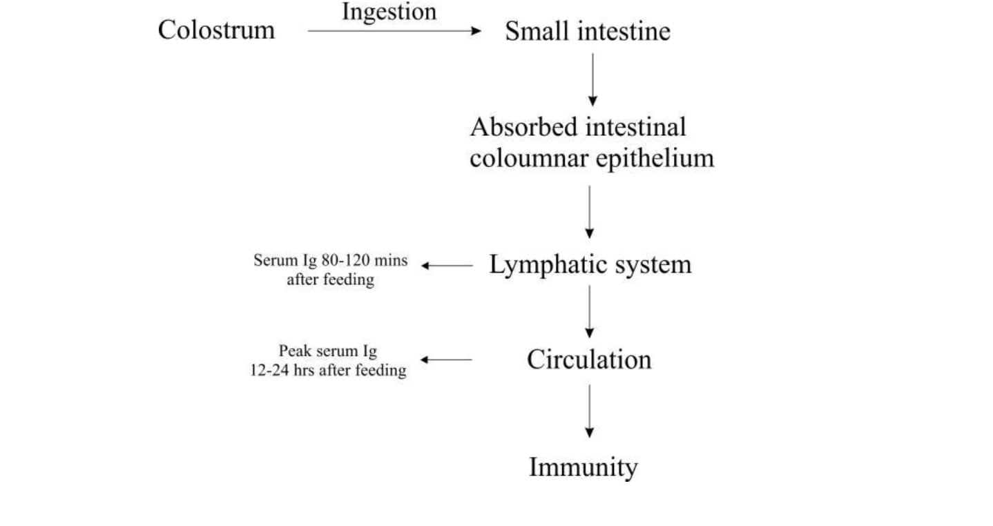 Colostral Immunity Failure in Neonates