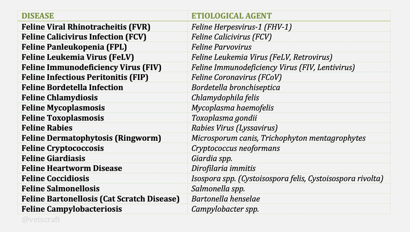 Common Diseases of Cats