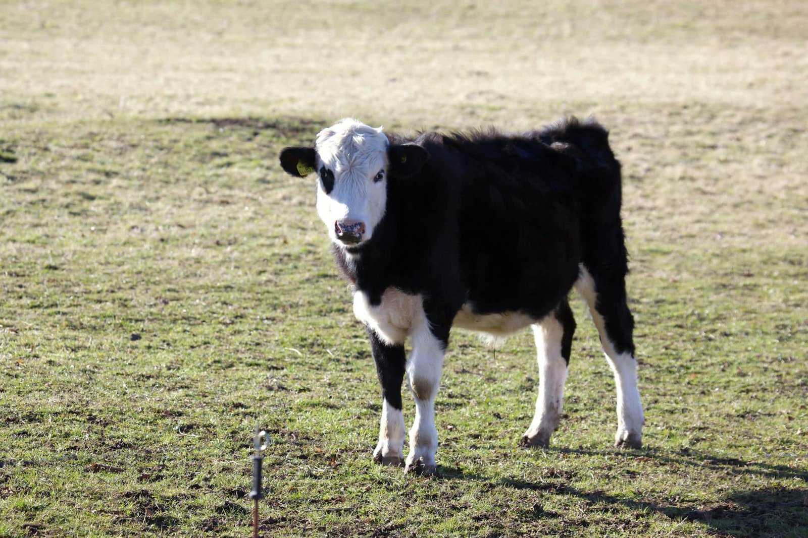 Contagious Bovine Pleuropneumonia (CBPP) in a Calf