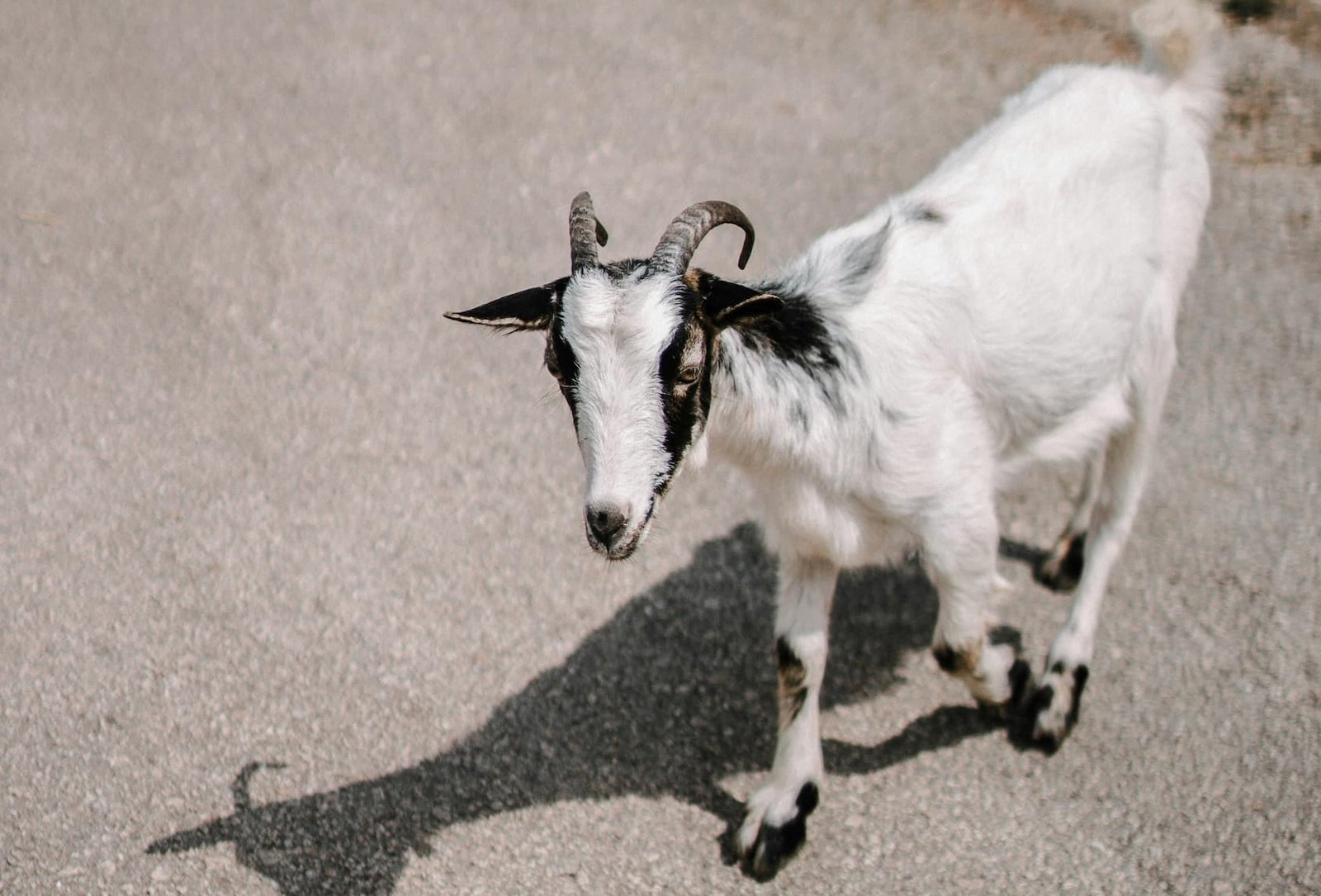 Contagious Caprine Pleuropneumonia in a Goat