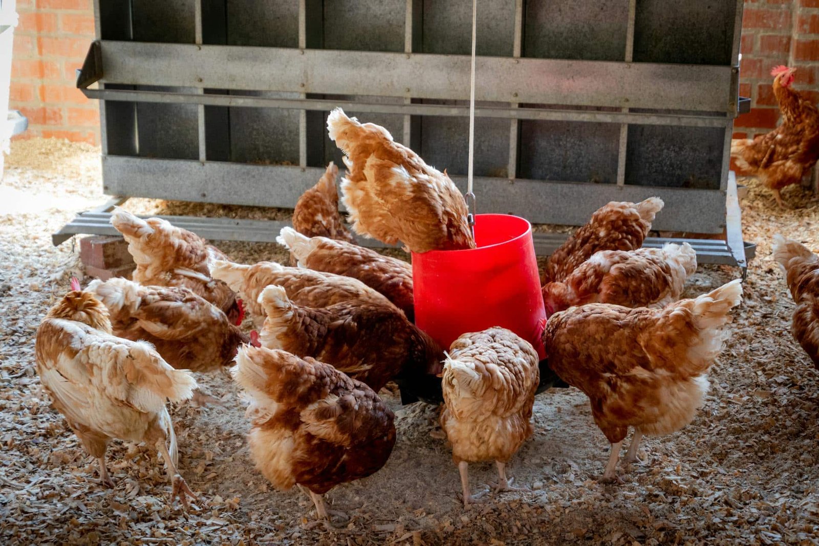 Deficiency Disease in chickens due to imbalance diet