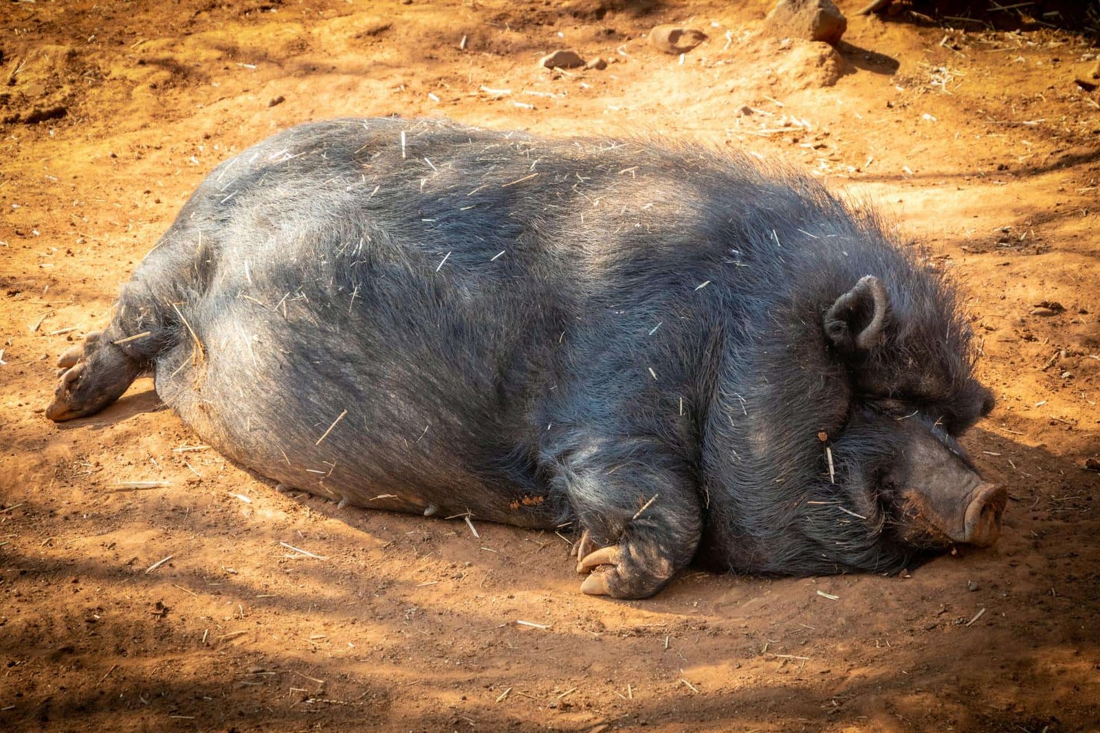 Diamond Skin Disease (Erysipelas) in a Pig