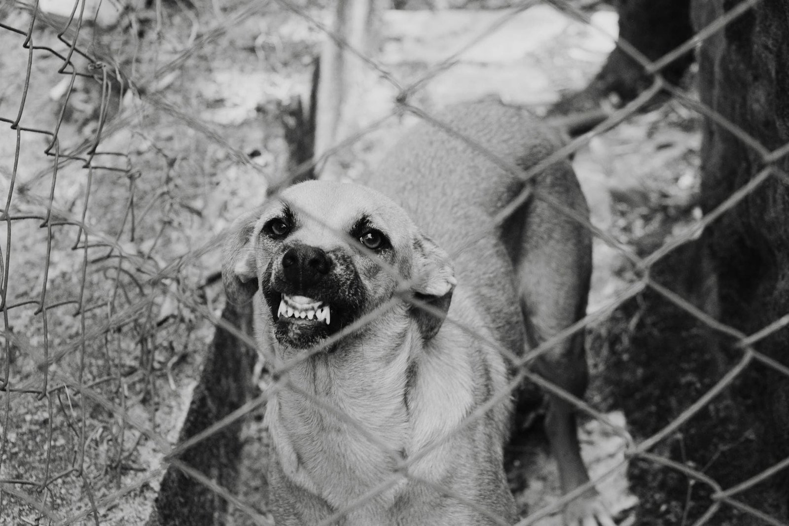 Dog Affected with Rabies (Mad Dog Disease)